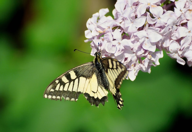 Swallowtail vlinder Papilio machaon op lila bloemen op een zonnige zomerdag