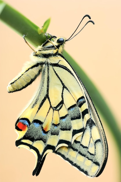 Swallowtail