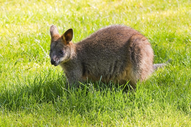 Photo swamp or black wallaby