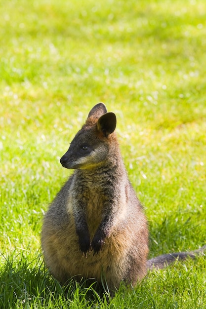 Photo swamp or black wallaby