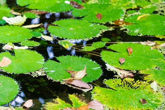 緑の植物で覆われた沼地 沼地の草