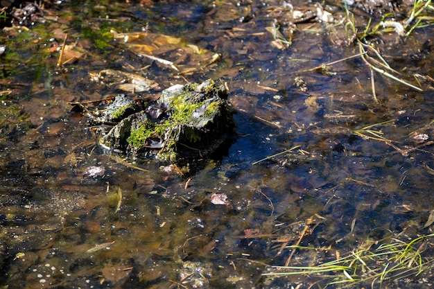 写真 汚れた水域を古い茶色の葉で湿らせます