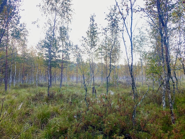 크랜베리가 자라는 숲의 늪 숲 풍경