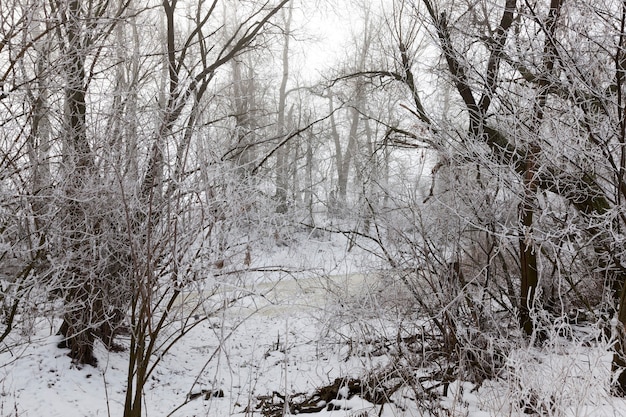 swamp in the forest in winter 