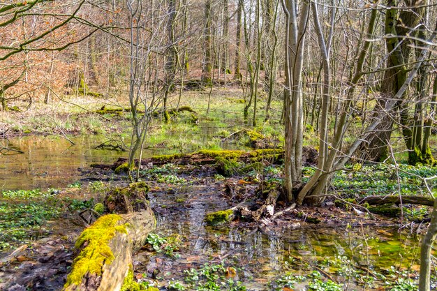 swamp in a forest