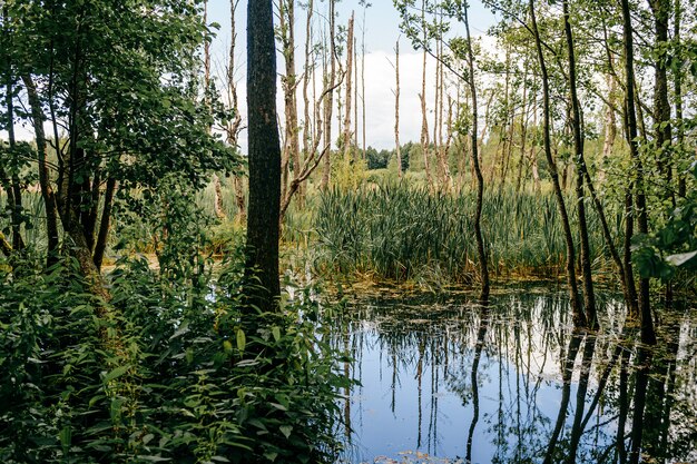 Palude nella foresta