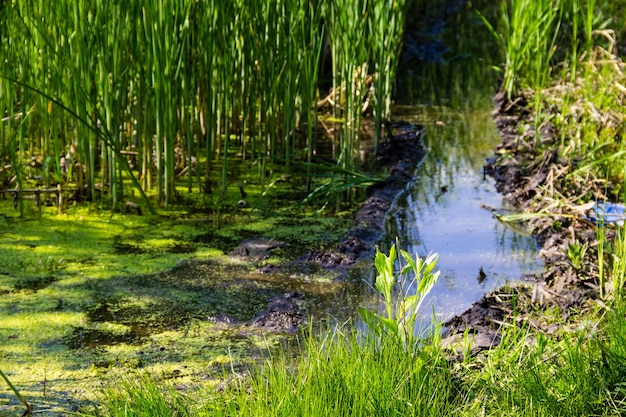 Swamp in forest