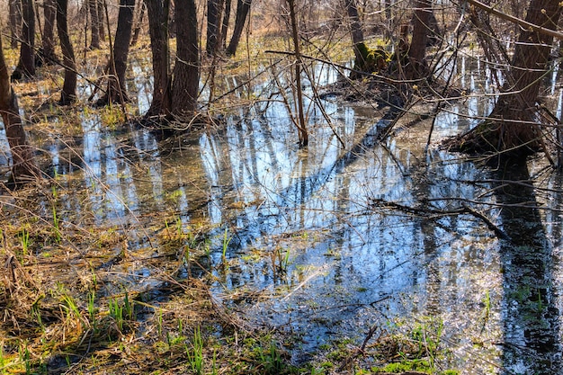 Swamp in forest