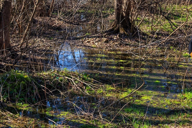 Swamp in forest