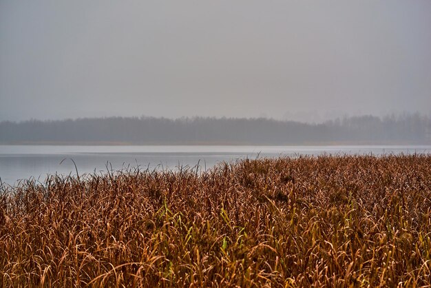 Swamp grass closeup amid a foggy landscape with a lake and with empty skies for the background