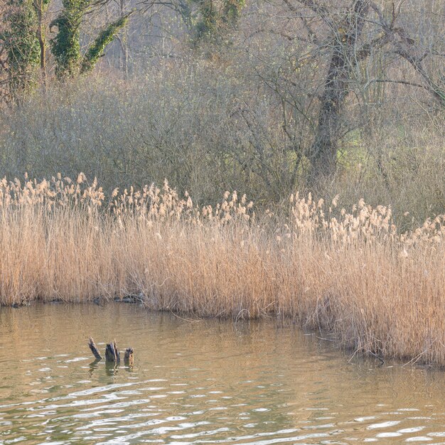 Swamp grass, standing water and woodland