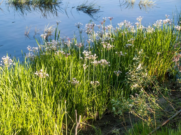 Photo swamp grass