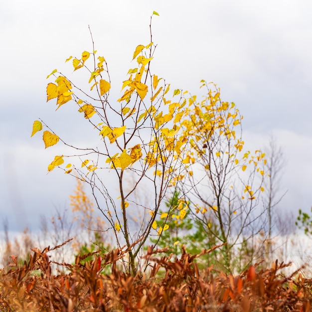 Swamp landscape with birch tree, Autumn Swamp Landscape. Yelnya National Park, Belarus