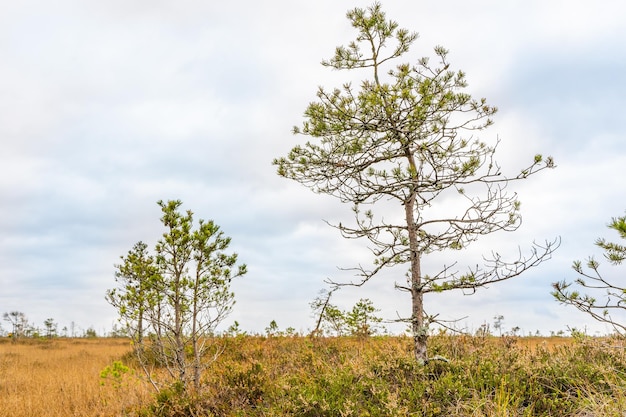 Photo swamp landscape with pine trees, autumn swamp landscape. yelnya national park, belarus