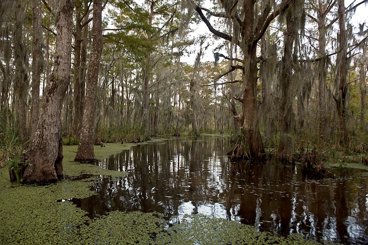 Photo swamp near new orleans, louisiana
