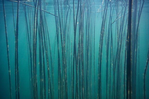 swamp underwater landscape abstract / sunken trees and algae in clear water, ecology underwater world