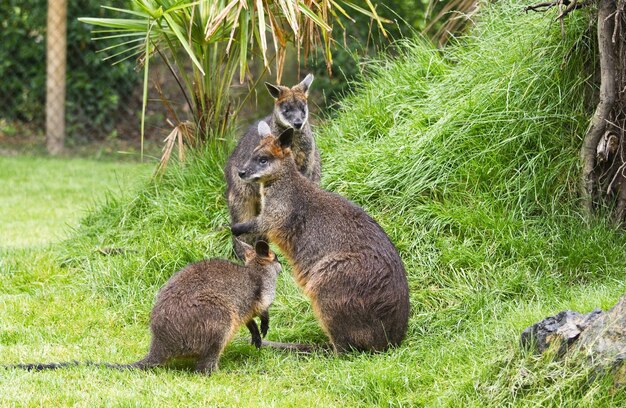 Photo swamp wallabies in park