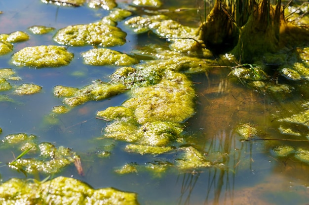 Photo swamp in wetland with green grass and mud close up