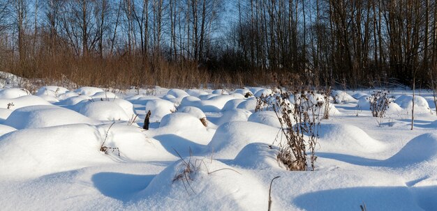   swamp in winter  