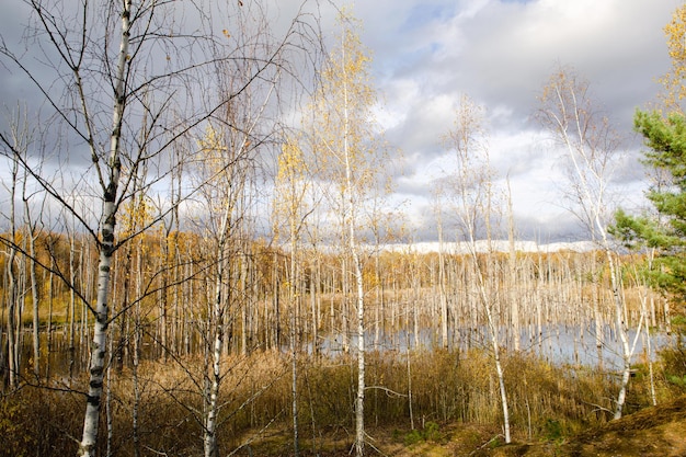 A swamp with dry dead trees logs and flowering cattails Environmental problems waterlogging of the territory uninhabitable areas Natural background