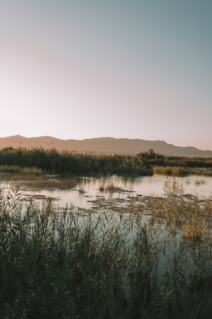 Photo swamp with grass and mountains