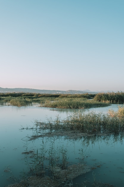 Photo swamp with grass