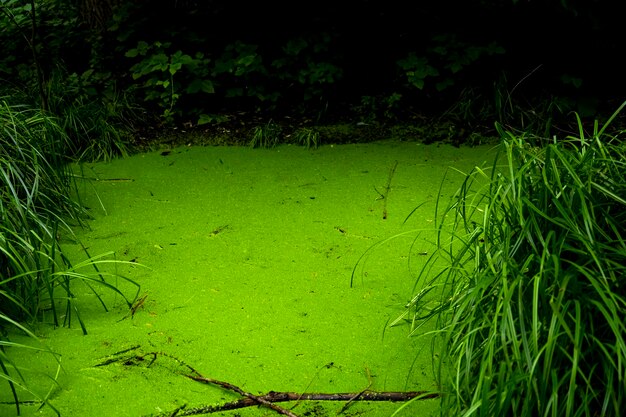 Swamp with thickets in the sun old swamp