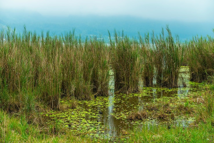 Photo swamp
