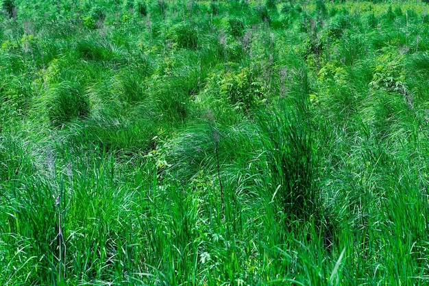 Swampy fenmeadow with green grass tussocks