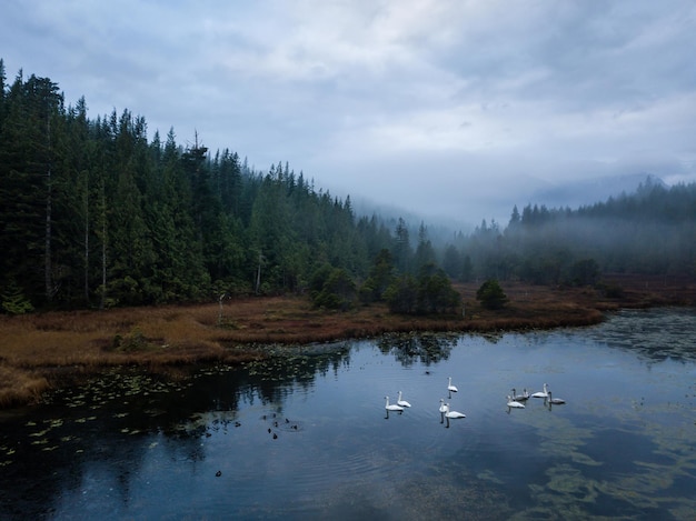 Swampy lake with swans