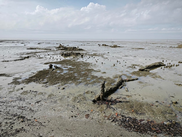 Foto ambiente di spiaggia paludosa e fangosa alla spiaggia a bassa marea