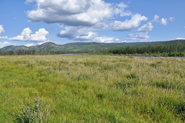 Swampy plain under the blue sky