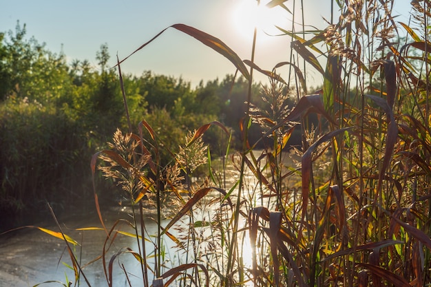 A swampy river against the backdrop of the bright evening sun in summer.