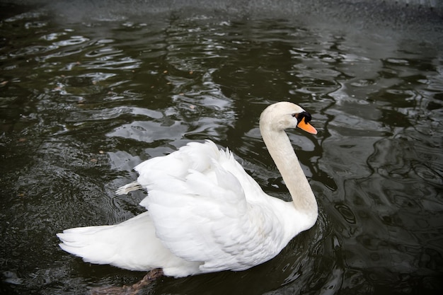 Лебедь с белым пером и клювом плавает в воде озера в зоопарке или дикой природе на естественном фоне