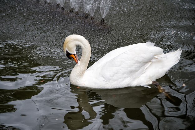 Swan bird with white feather and beak swim in lake water in zoo or wildlife on natural background