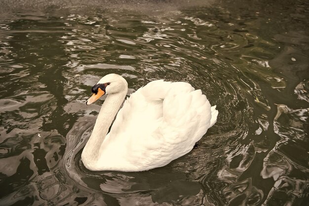 Swan bird with white feather and beak swim in lake