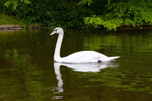 晴れた日の青い湖の水に白鳥