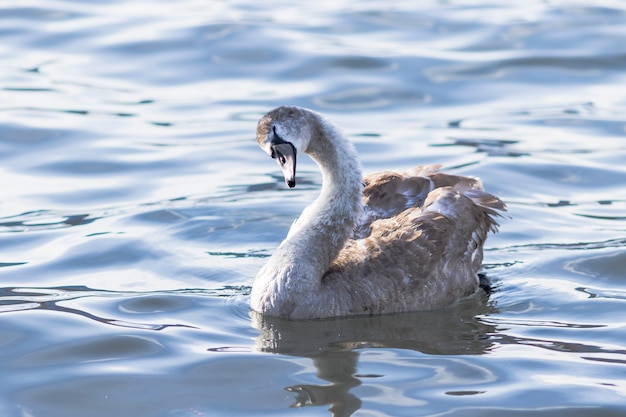 Лебедь на голубой воде озера