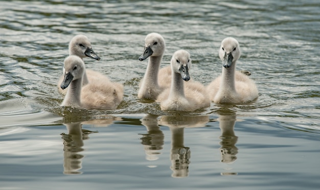 swan chicks swimming on a lake