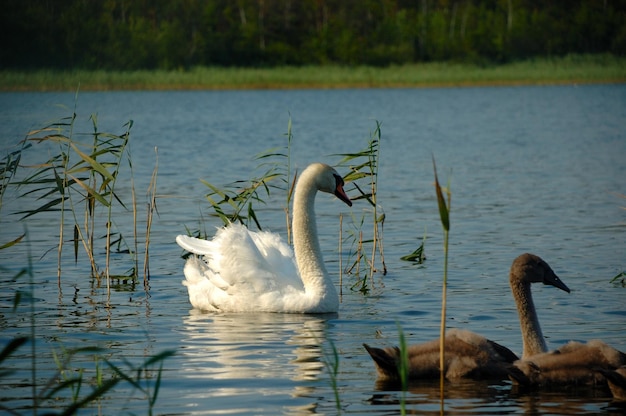 Swan and chicks