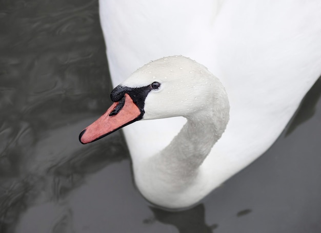 Photo swan close up