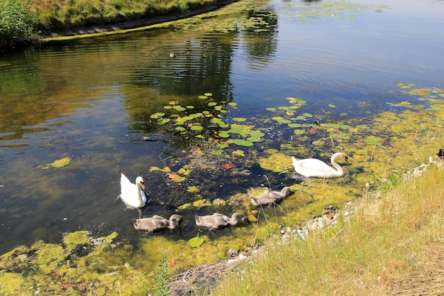 Swan in Copenhagen city Denmark