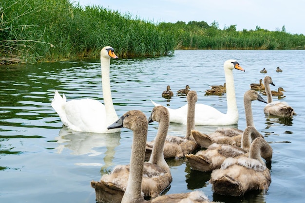 A swan couple swims on the lake protecting their children from danger