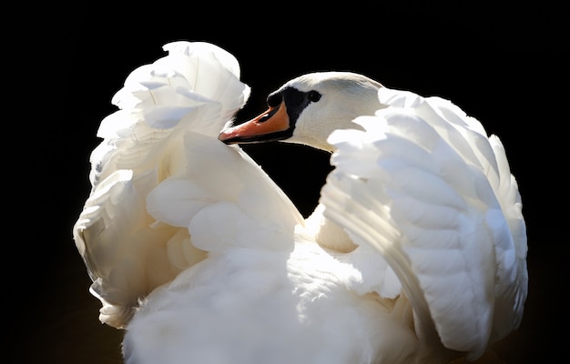 Swan on dark wall