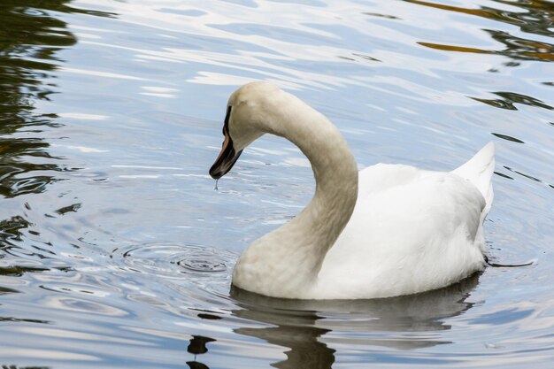 The swan drinks water close up