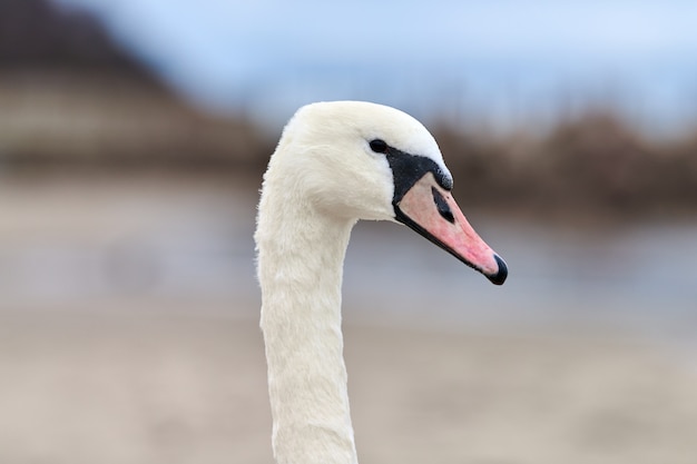Swan face on beach background