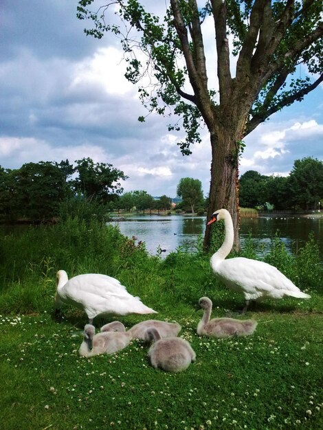 Фото Семья лебедей на траве у озера