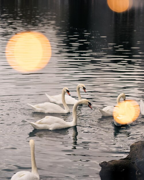 Swan family swimming in the lake in Orlando Miami