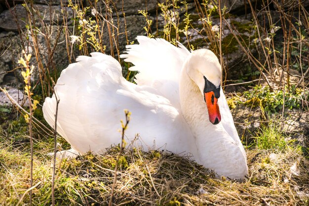 Photo swan in a field