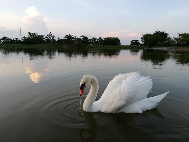 Swan floating on lake against sky